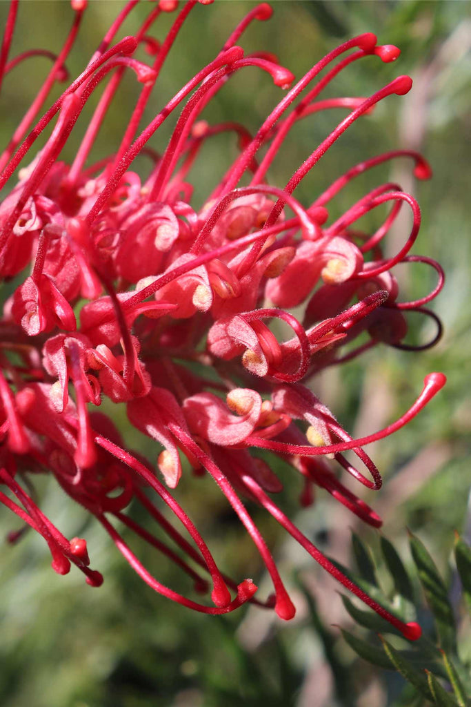 close up of the Grevillea 'Little Robyn' flower