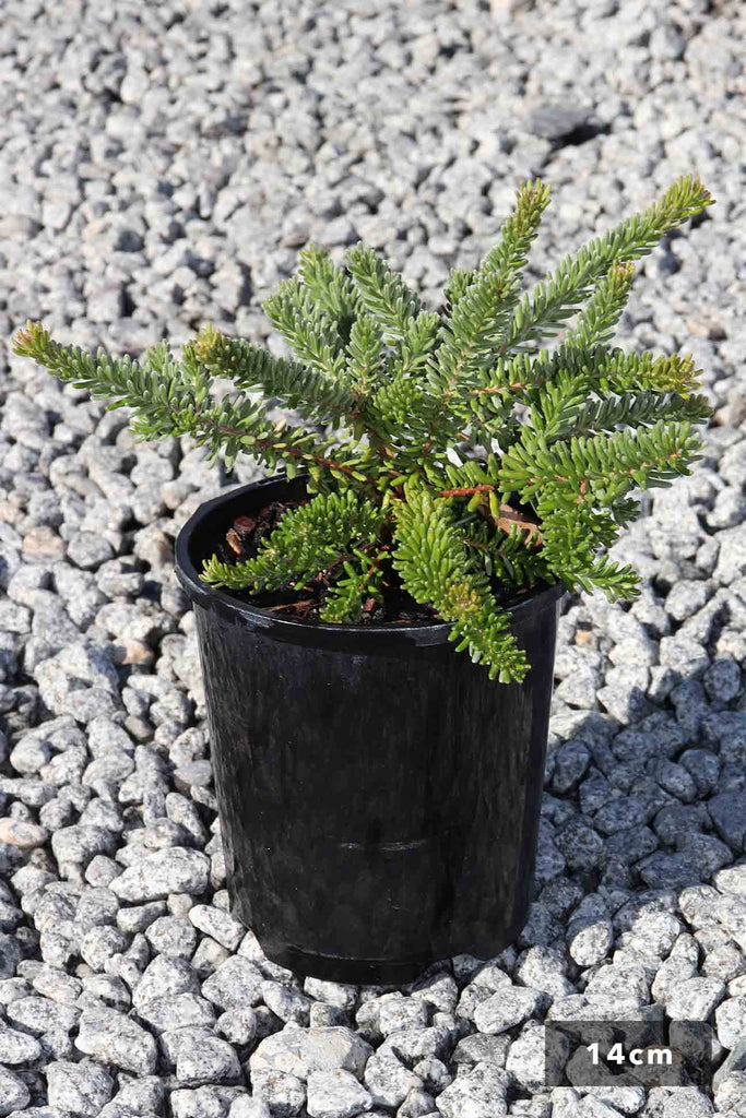 Grevillea lanigera Mt Tamboritha in a 14cm black pot