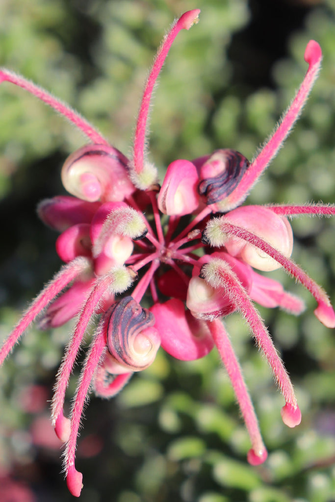 Close up of the Grevillea lanigera Mt Tamboritha pink flower