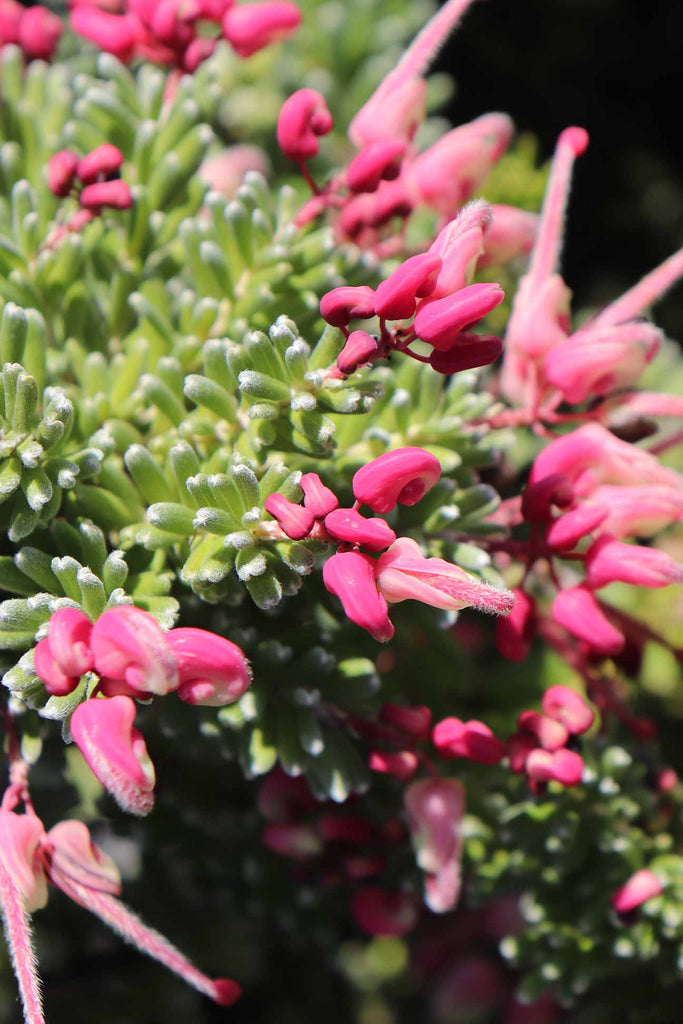 Close up of the Grevillea lanigera Mt Tamboritha pink flowers and green foliage