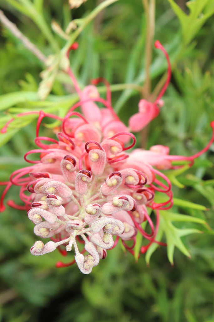 close up of Grevillea 'Robyn Gordon' flower