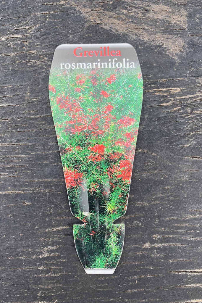 Grevillea Rosmarinafolia label