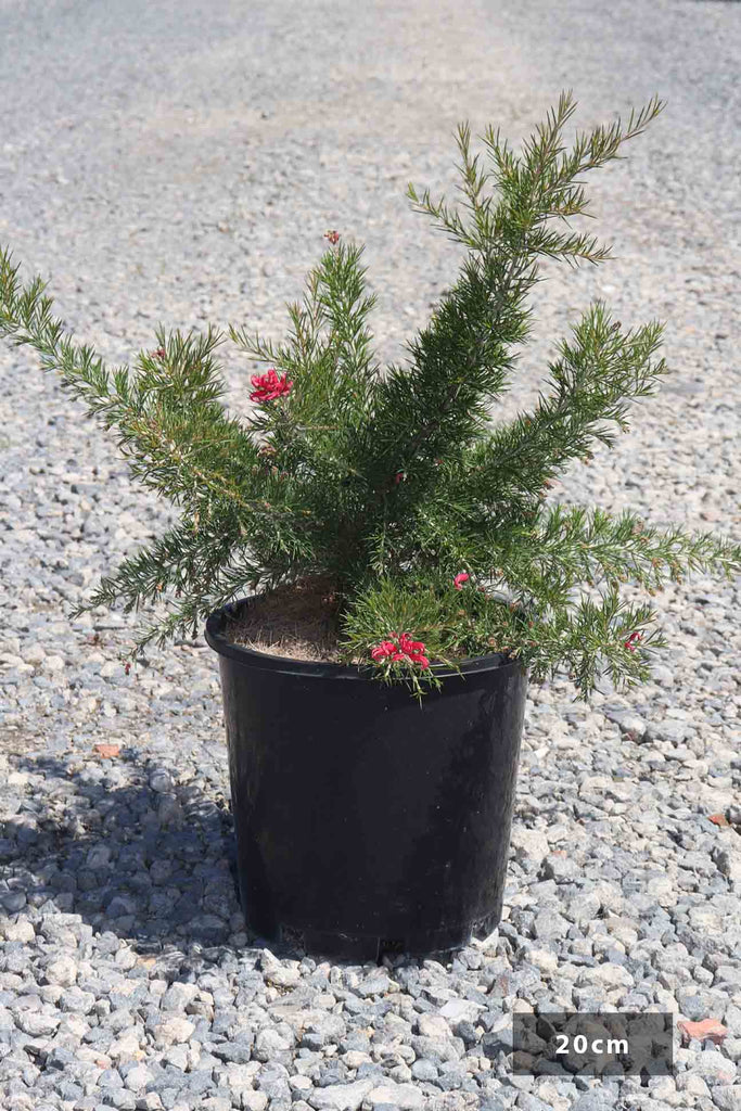 Grevillea Scarlet Sprite in a 20cm black pot