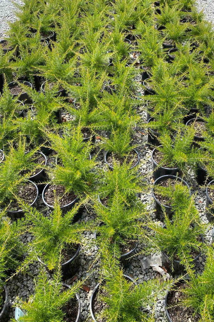 A group of Grevillea Scarlet Sprite in 20cm black pots