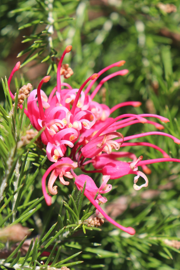 Grevillea rosmarinifolia 'Scarlet Sprite' pink flower