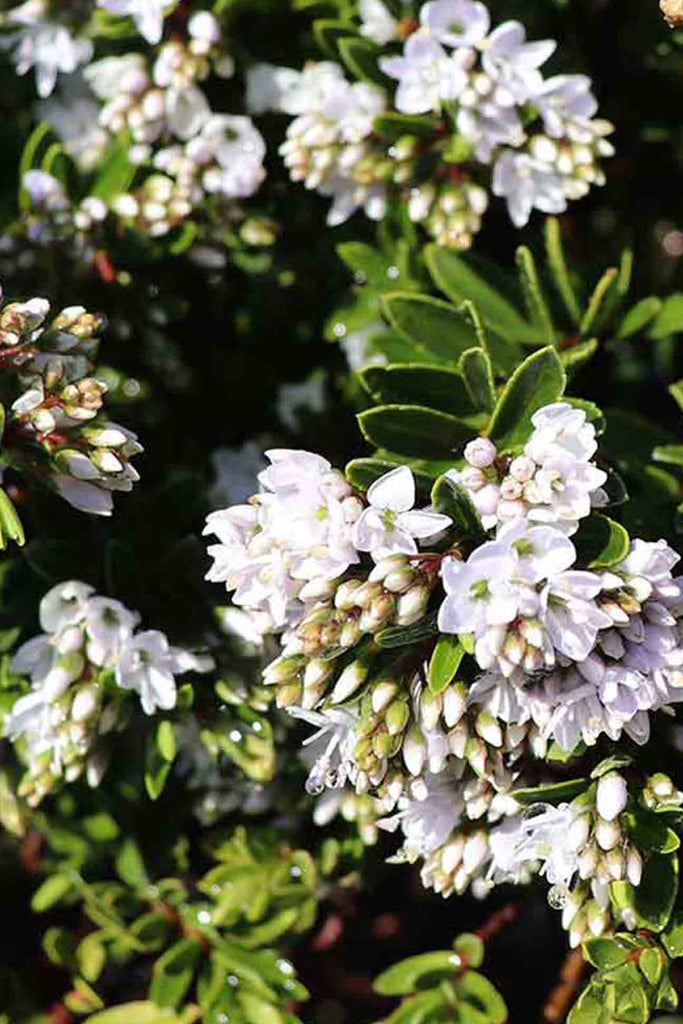 close up of Hebe Buxifolia green foliage and small white flowers