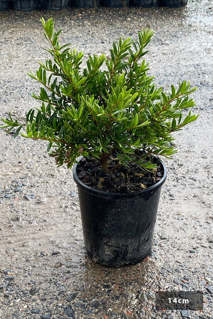 Hebe Buxifolia in a 14cm black pot