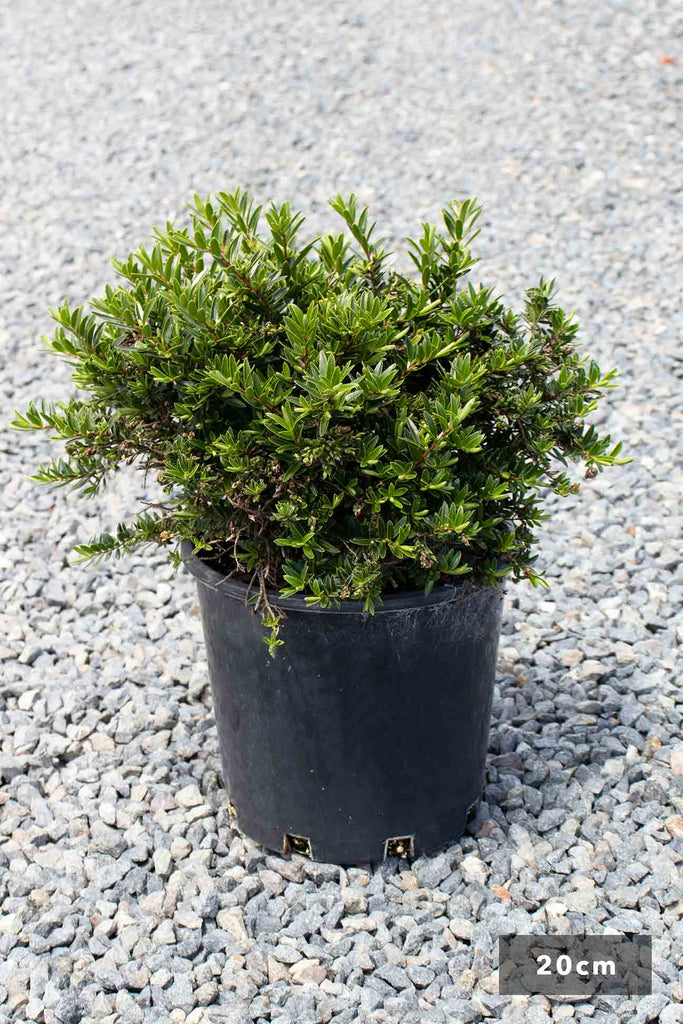 Hebe Buxifolia in a 20cm black pot