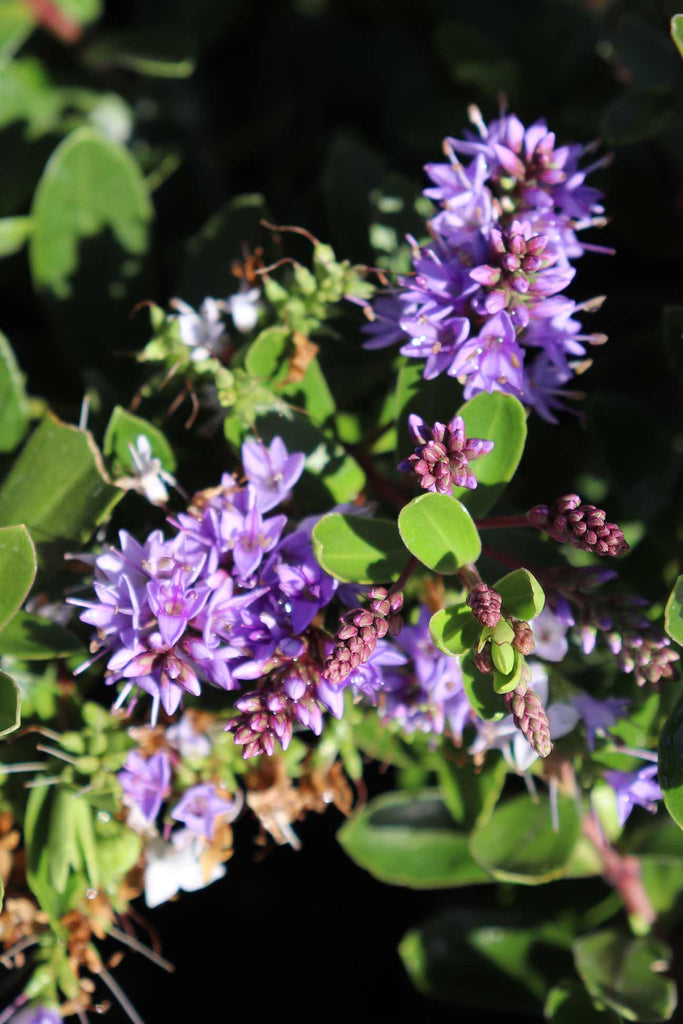 close up os Hebe 'Heebie Jeebies' flowers and green foliage