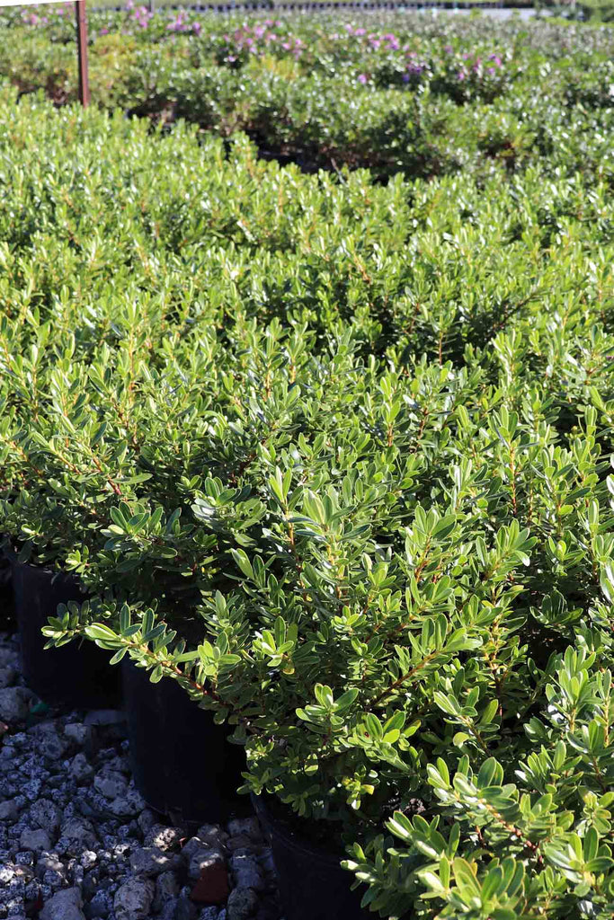 group of Hebe 'Heebie Jeebies' in black pots