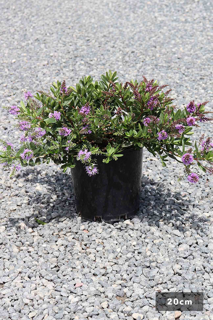 Hebe Inspiration in a 20cm black pot  