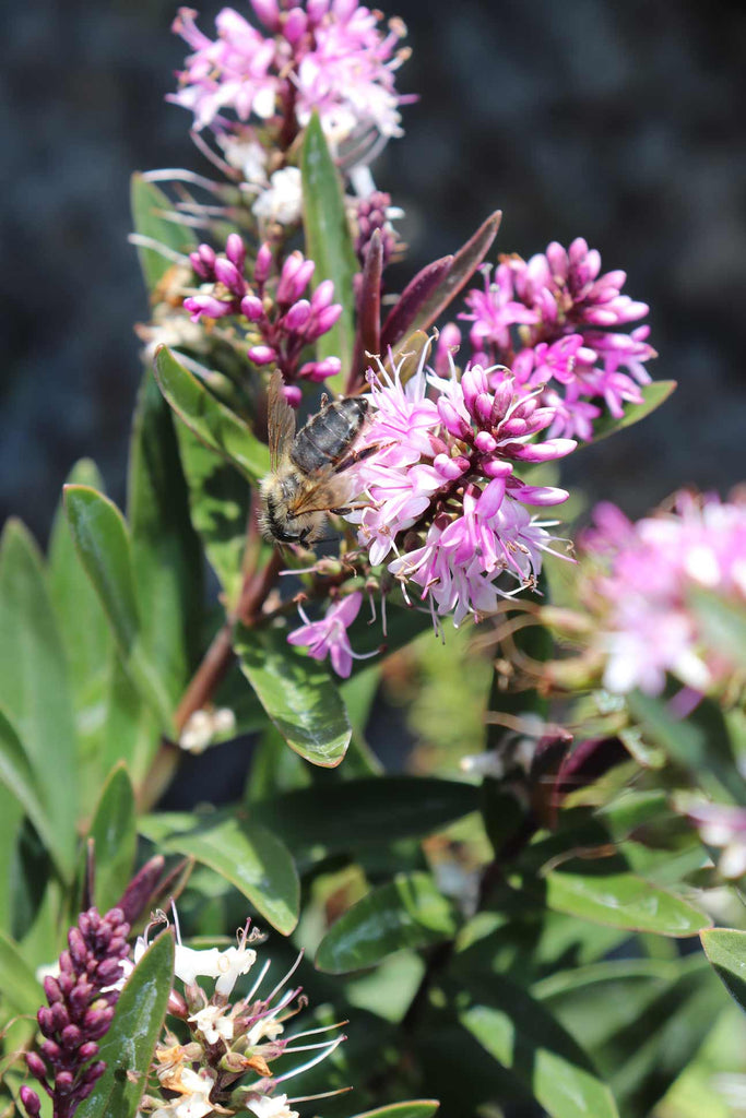 Close up of Hebe ‘Marie Antoinette’ flowers and green foliage with a bee pollinating the flowers