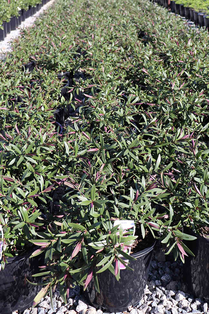 rows of Hebe Marie Antoinette in black pots