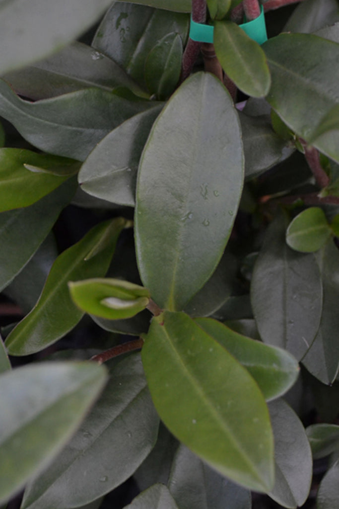 A close up Image of Hibbertia Scandens green foliage
