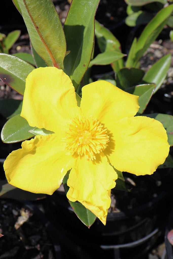 A photo not Hibbertia Scandens golden yellow flower 