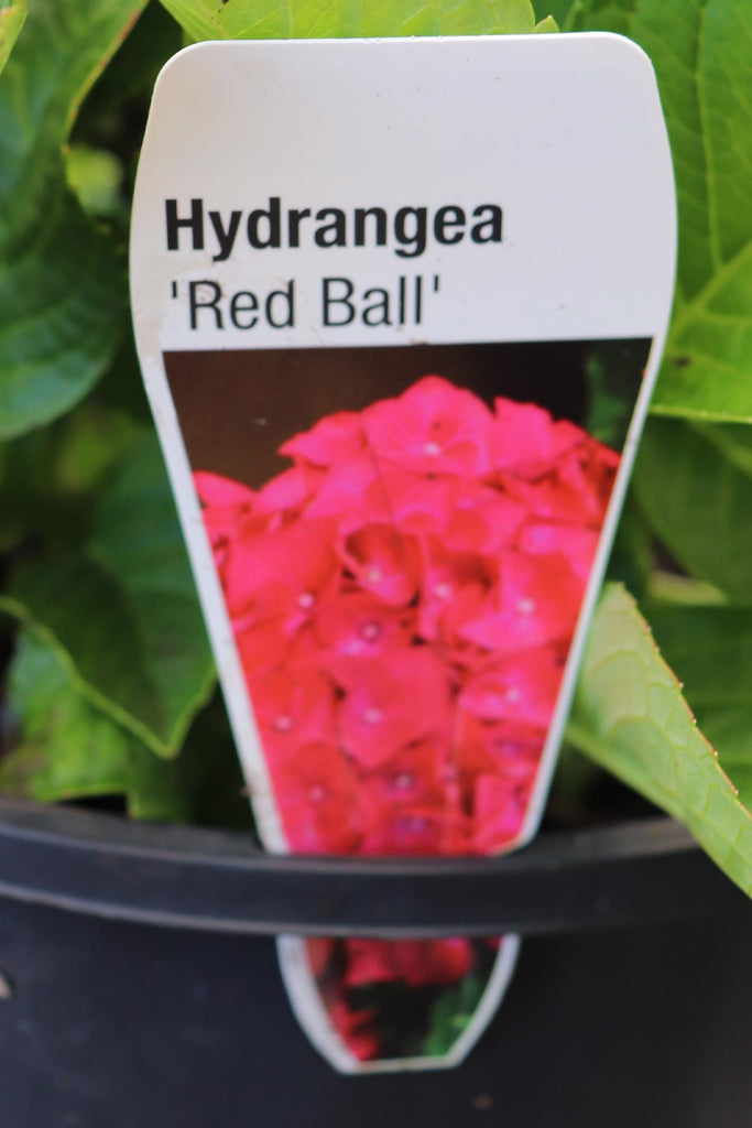 Hydrangea Red Ball plant label