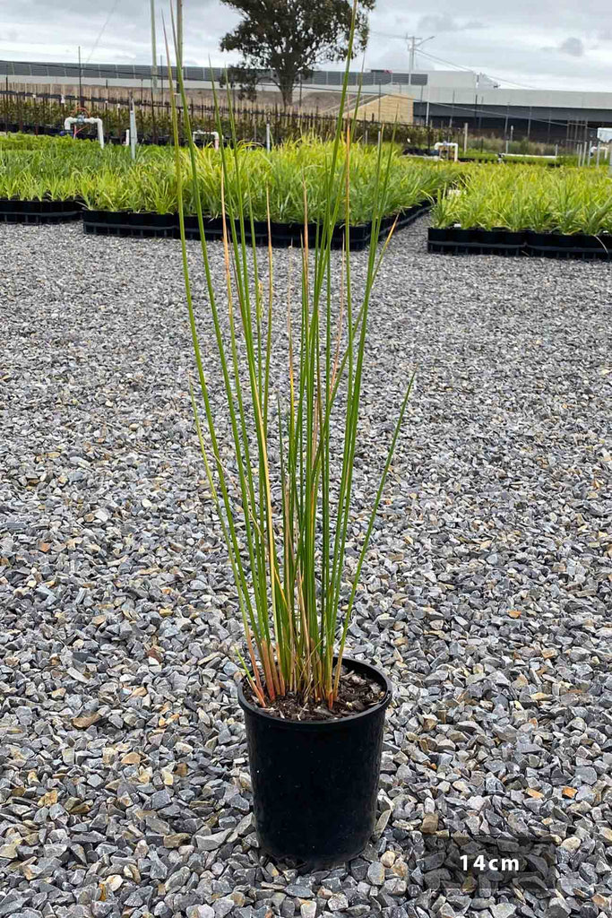 Juncus pallidis in a 14cm black pot.