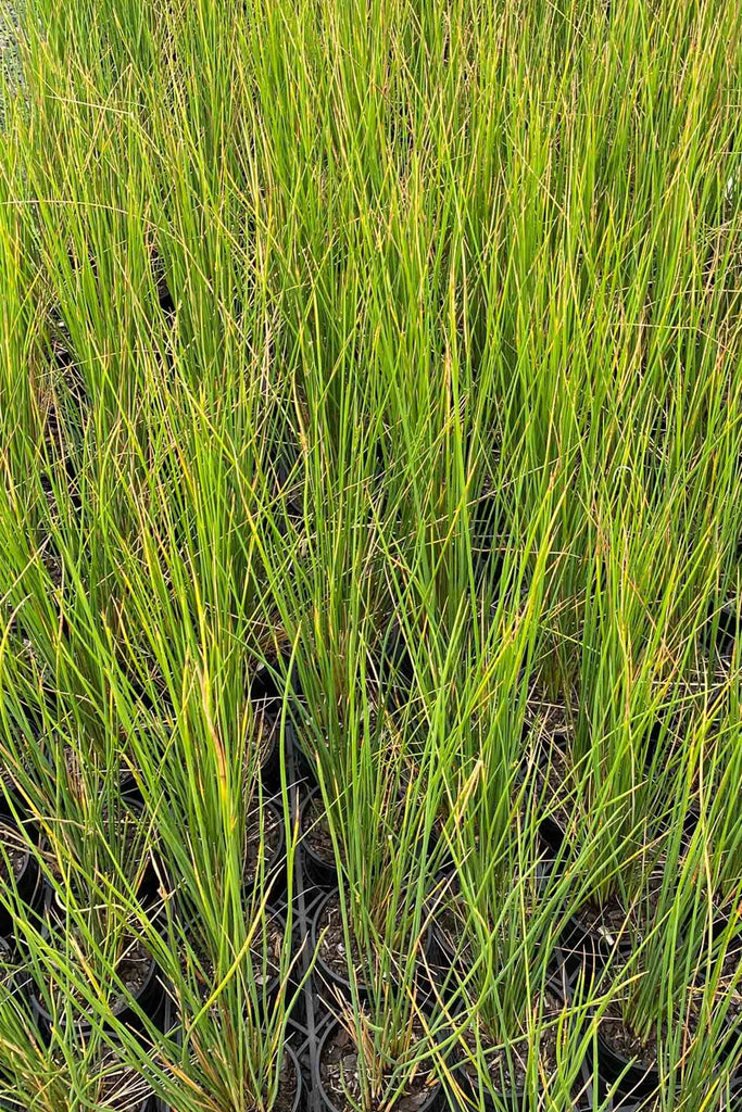 A group of Juncus pallidis.