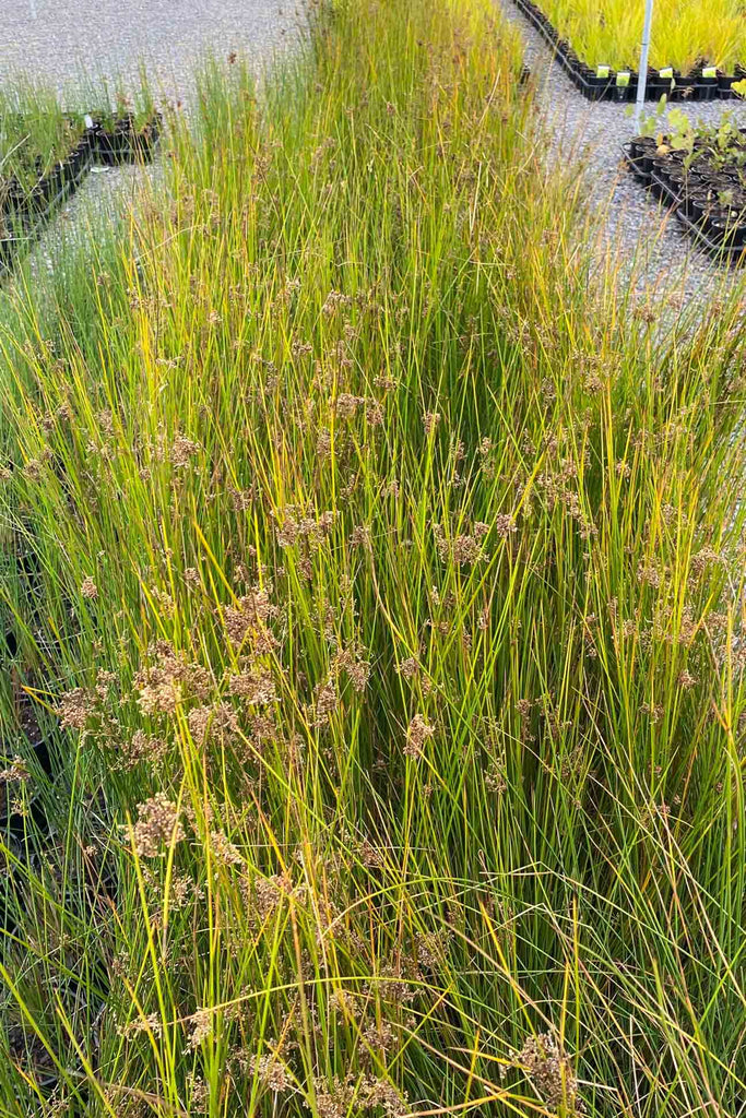 A group of Juncus usitatus.