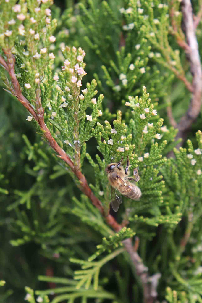 close up of Juniperus Chinensis Spartan green foliage with bee