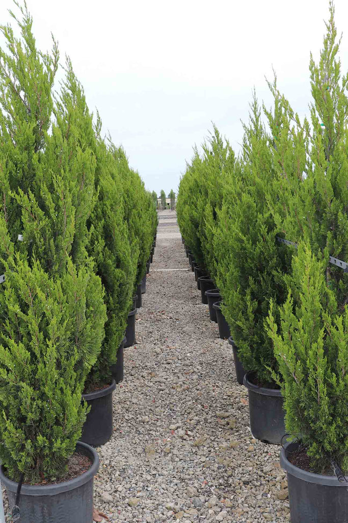 two rows of Juniperus virginia 'Spartan' in black pots