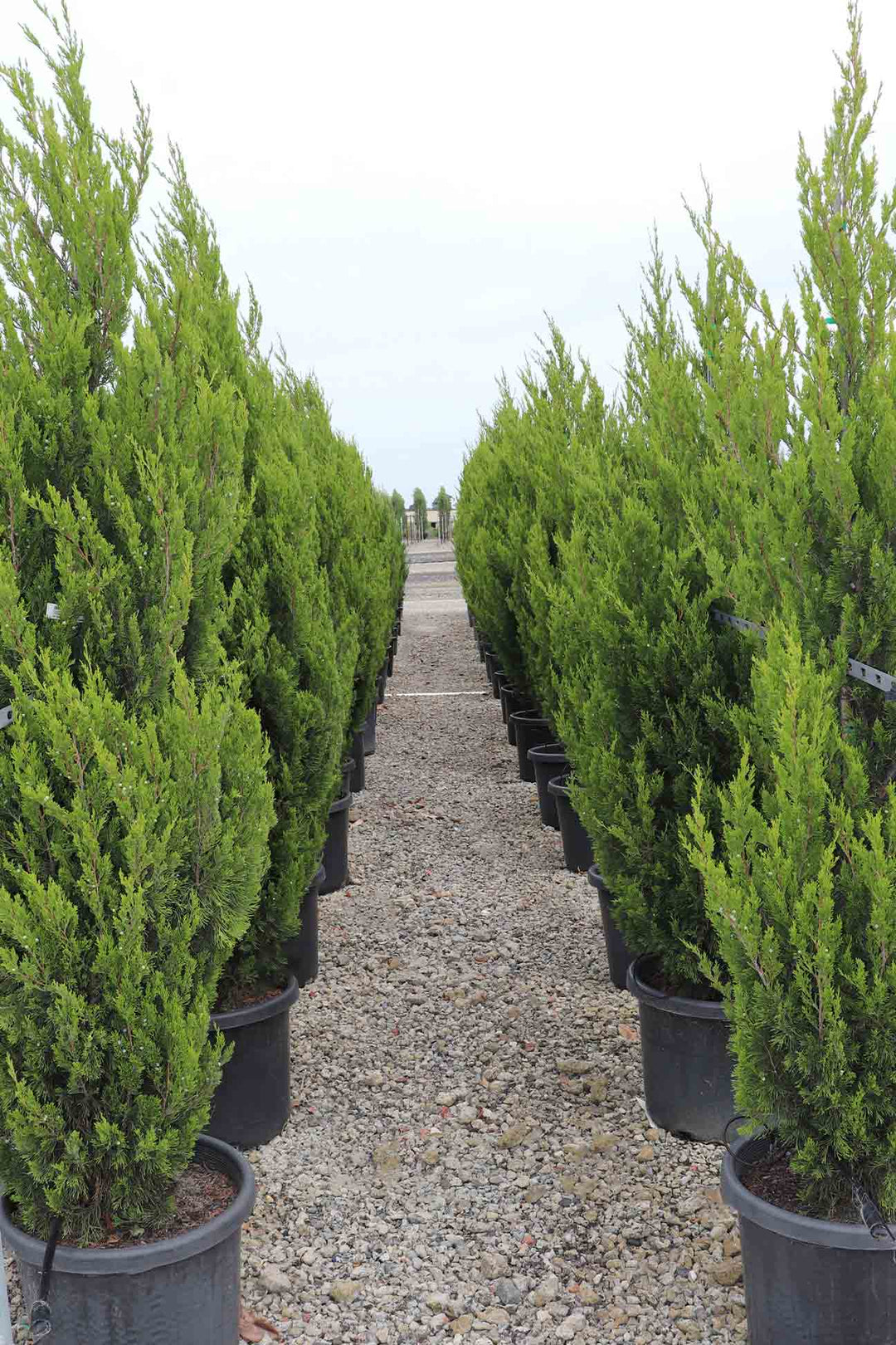 Juniperus virginia 'Spartan' – Dinsan Nursery