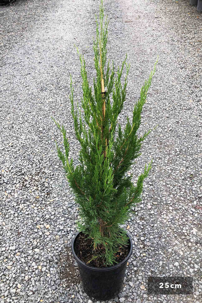 Juniperus virginia 'Spartan' in a 25cm black pot