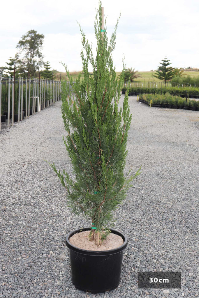 Juniperus virginia 'Spartan' in a 30cm black pot