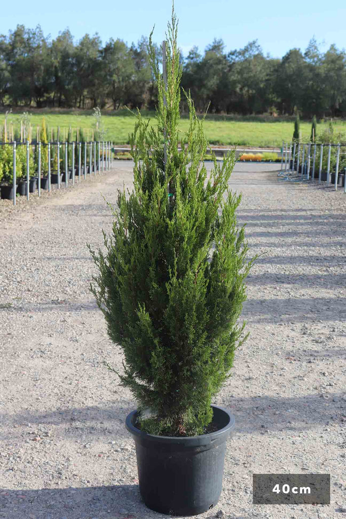 Juniperus virginia 'Spartan' in a 40cm black pot