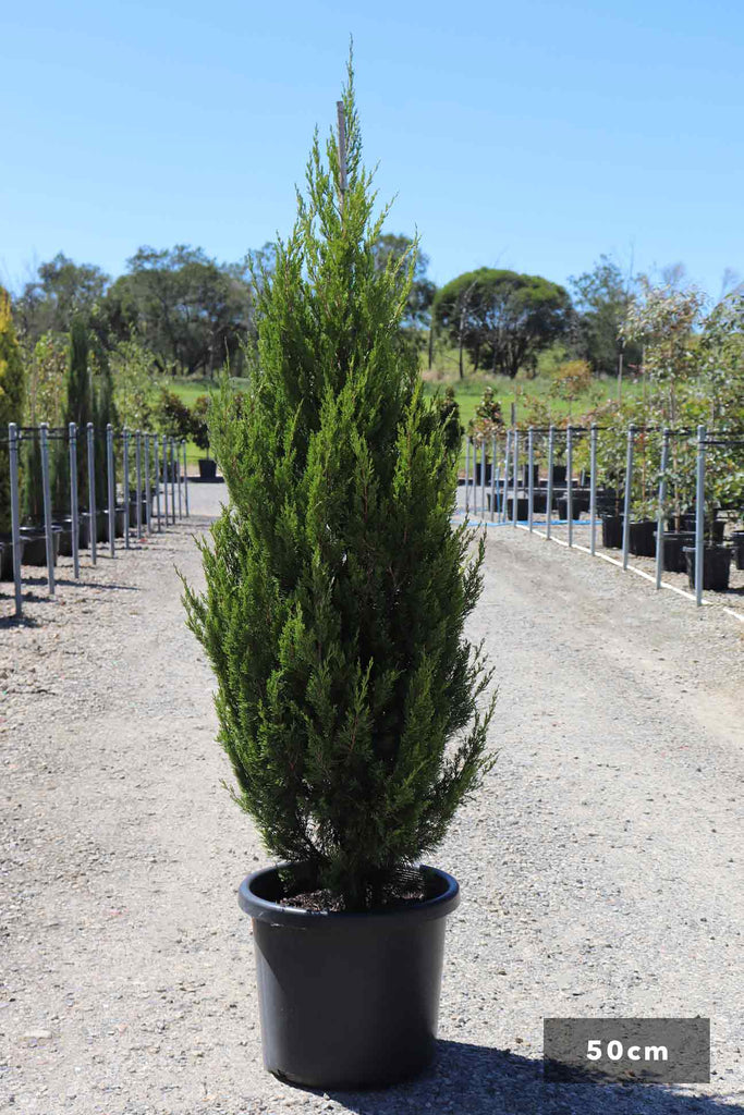 Juniperus virginia 'Spartan' in a 50cm black pot