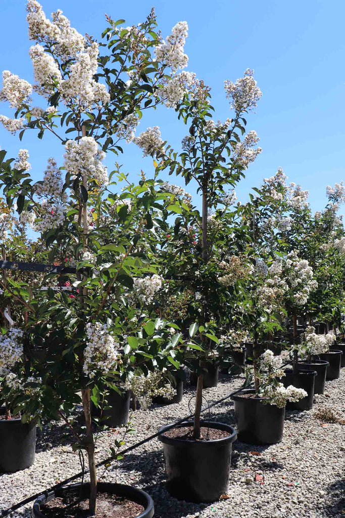 group of Lagerstroemia indica 'Natchez' in black pots