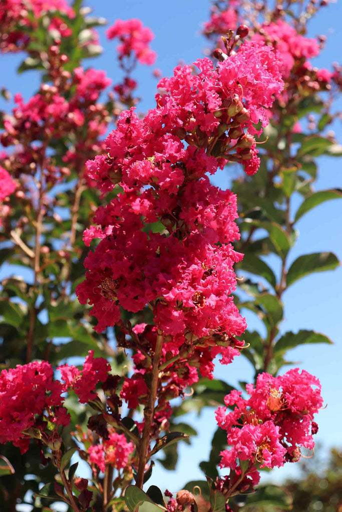 close up of the Lagerstroemia indica 'Tuscarora' pink flower