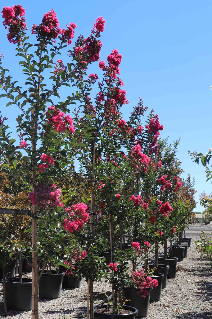 group of the Lagerstroemia indica 'Tuscarora' in black pots