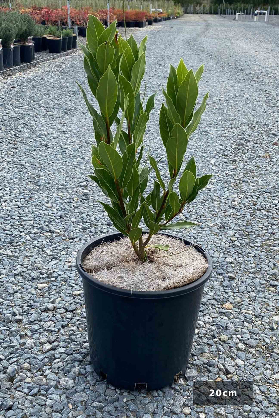 Laurus nobilis 'Miles Choice' – Dinsan Nursery