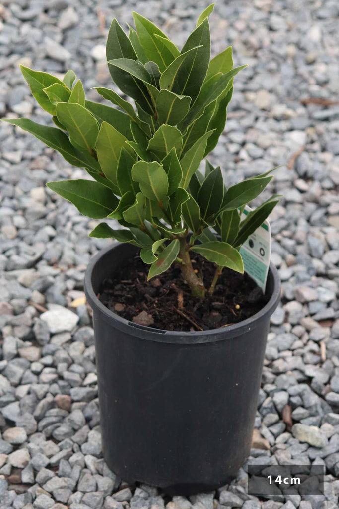 Laurus nobilis in a 14cm black pot