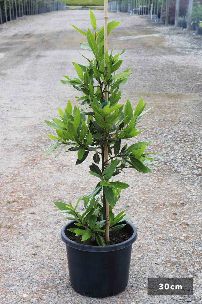 Laurus Nobilis in a 30cm black pot