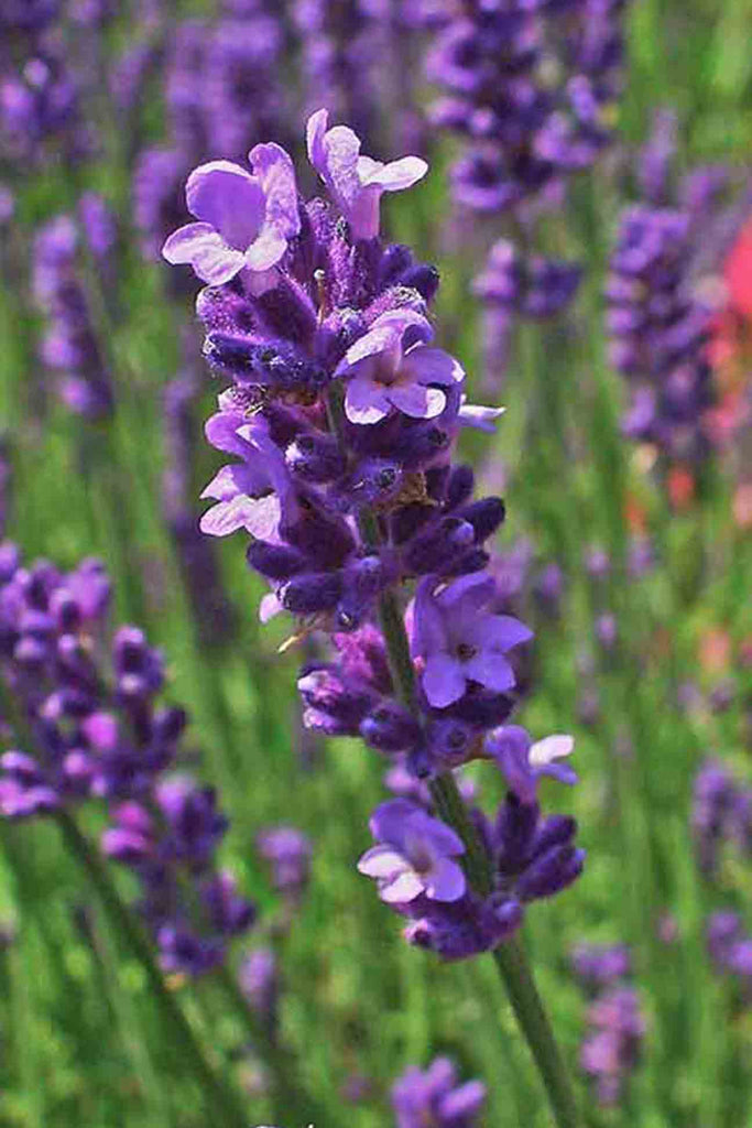 close up of Lavandula Angustifolia purple flower