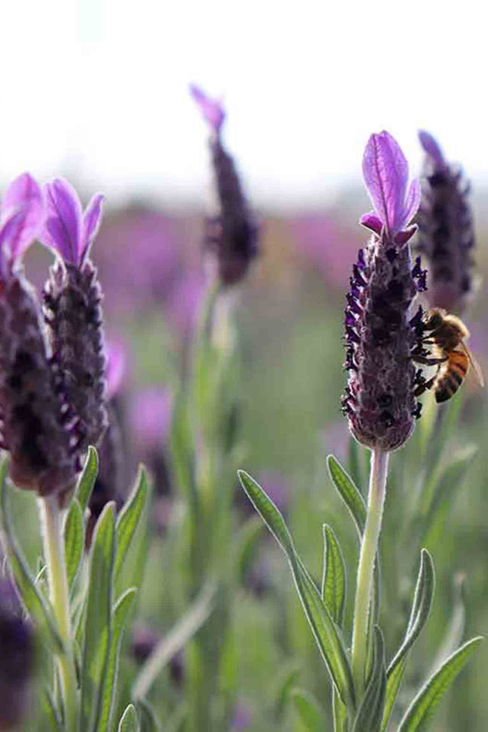 Close up of Lavandula Stoechas Avonview purple flowers and bee