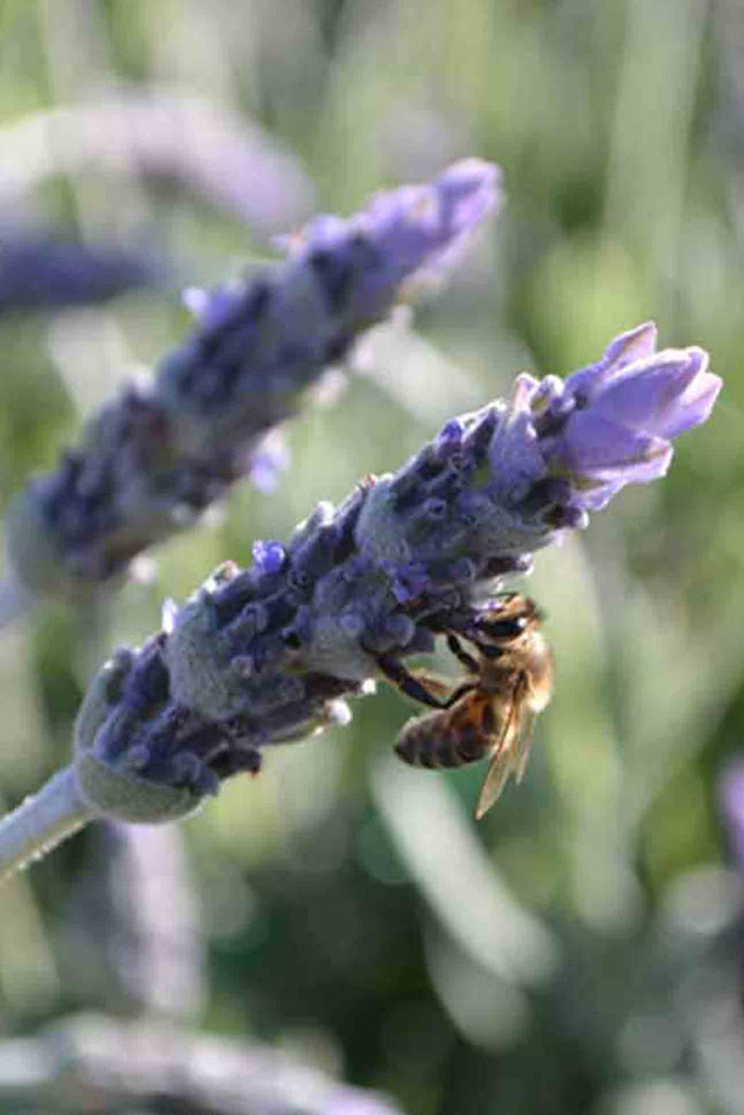 Close up of Lavender dentata purple flowers with bee