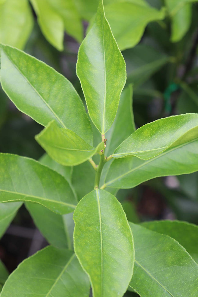 close up view of the Lemon 'Eureka' leaves