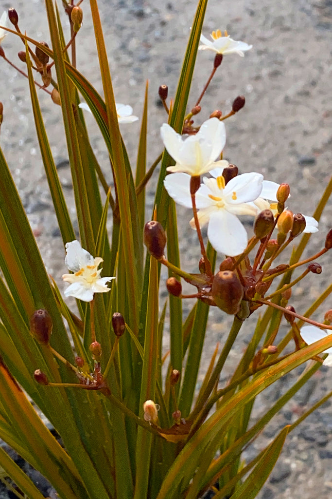 Libertia peregrinans golden green leaves which are shaded with orange and white flowers