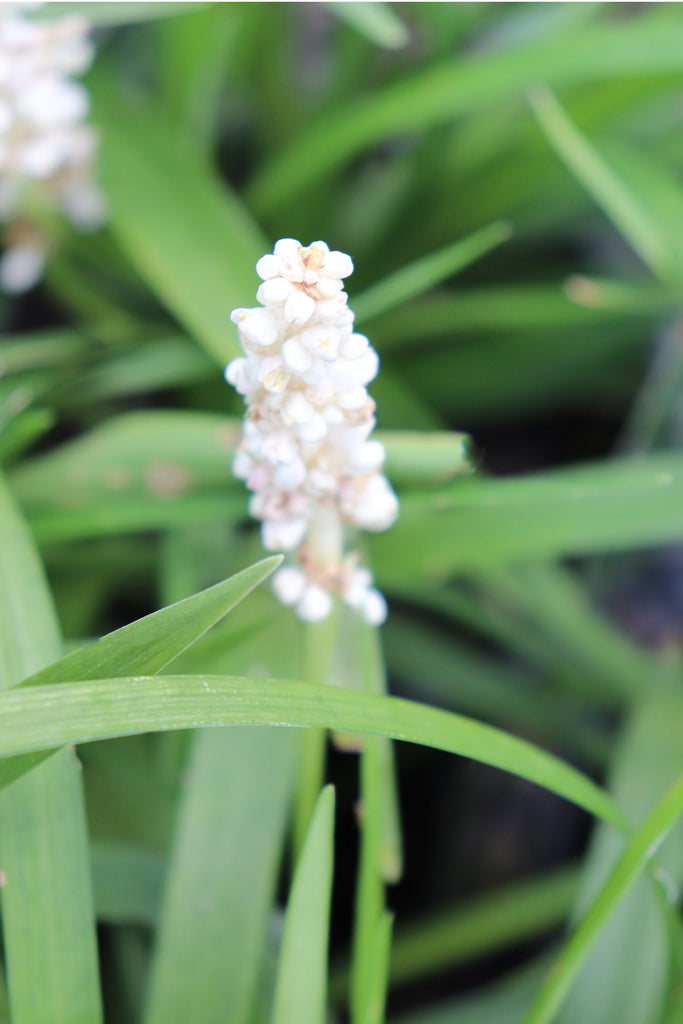 Close up of Liriope muscari ‘Monroe White’ Flower