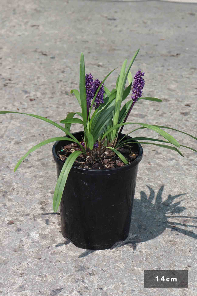 Liriope muscari 'Royal Purple' in a 14cm black pot