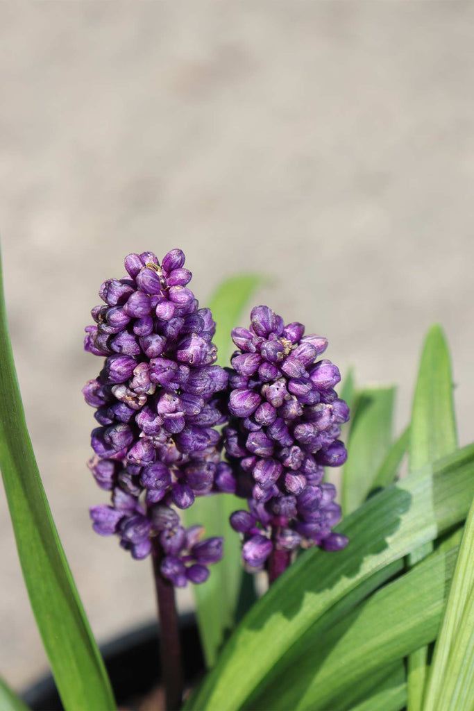 Close up of Liriope muscari 'Royal Purple' flowers