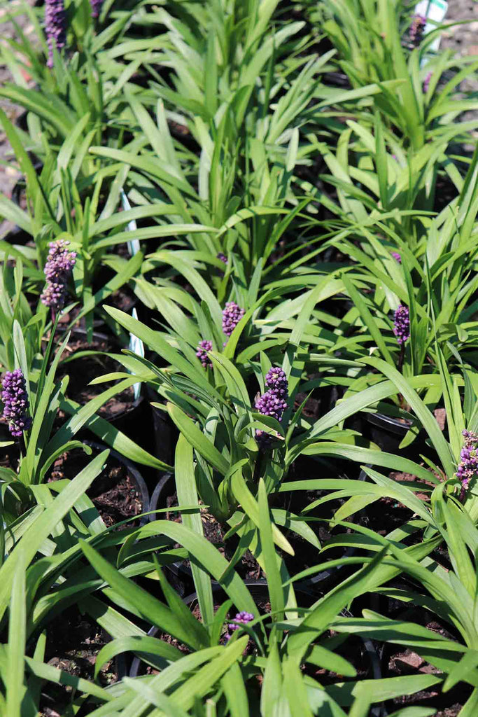 rows of Liriope muscari 'Royal Purple' in black pots