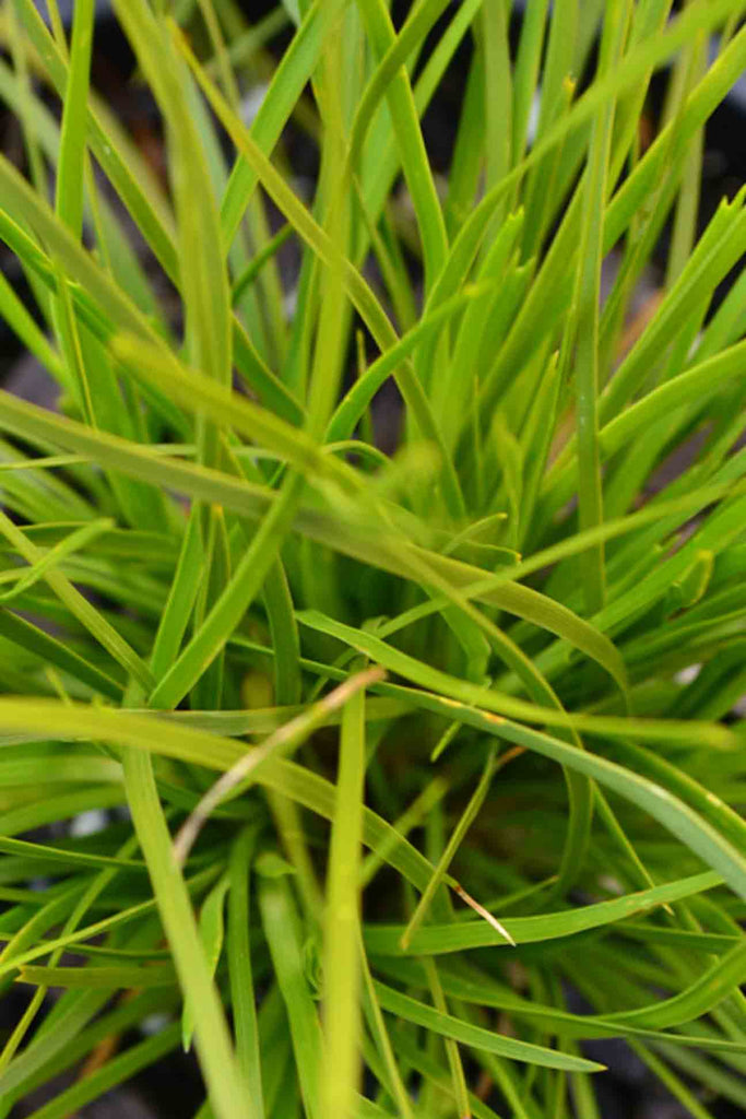 close up of Lomandra Little Con bright green grass like foliage