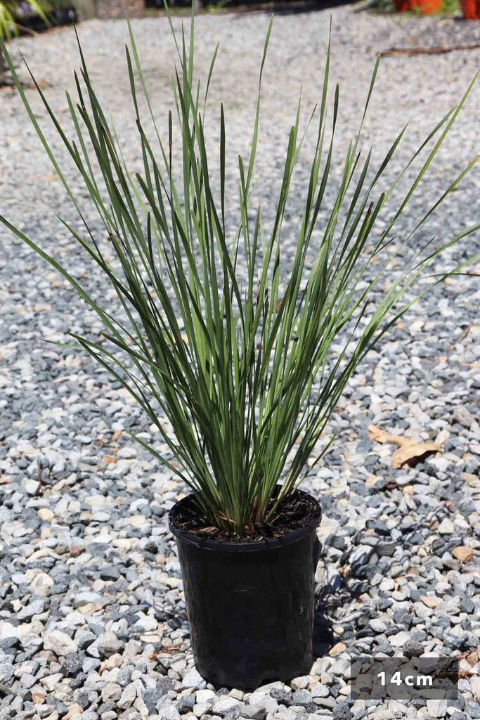 Lomandra Longfolia 'Nyalla' in a 14cm black pot