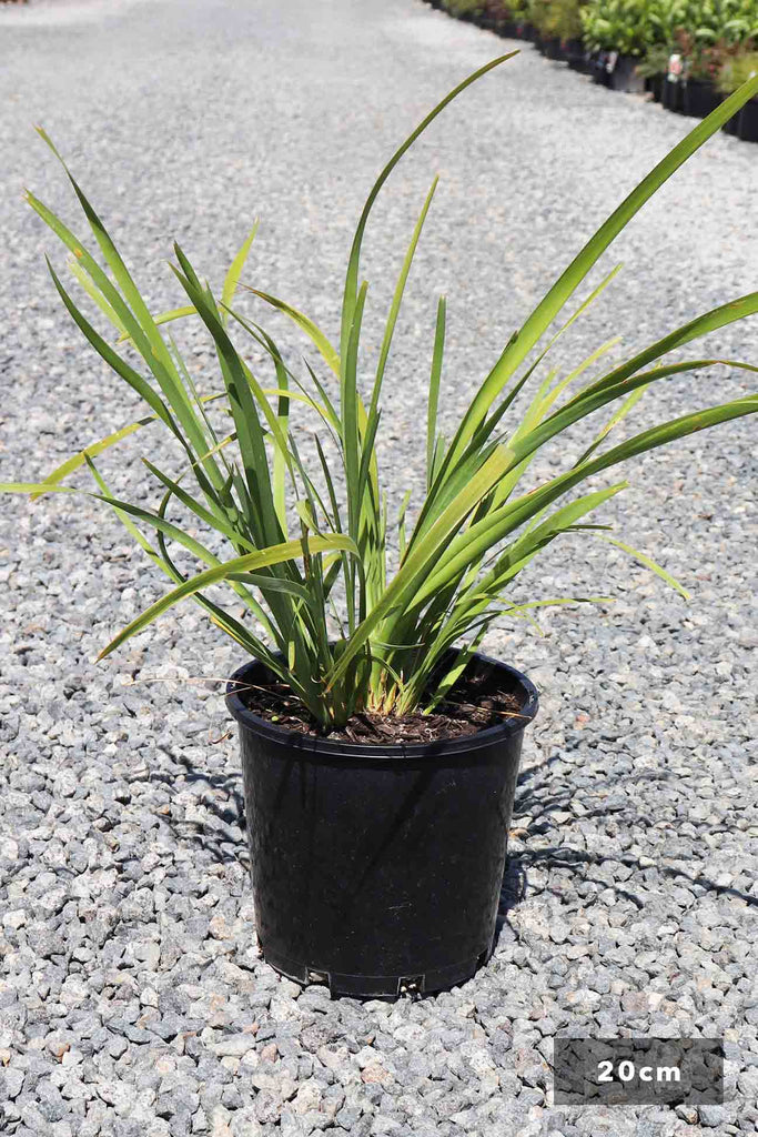 Lomandra longifolia in a 20cm black pot