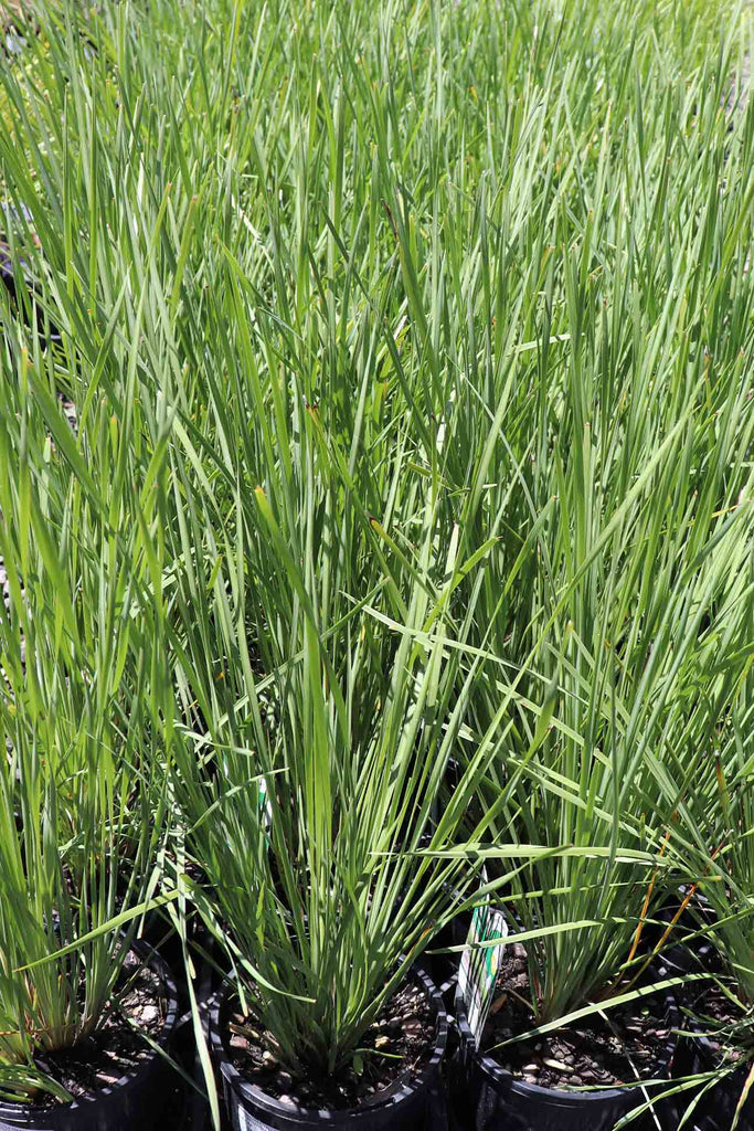 A group of Lomandra Longfolia 'Nyalla' in black pots