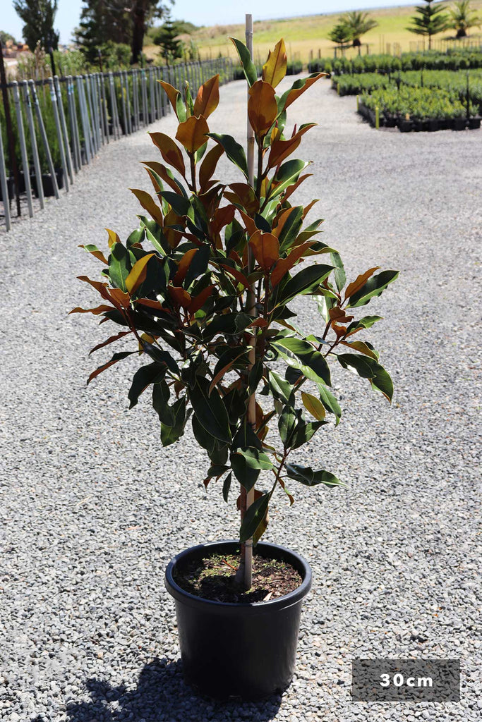Magnolia grandiflora 'Kay Parris' in a 30cm black pot